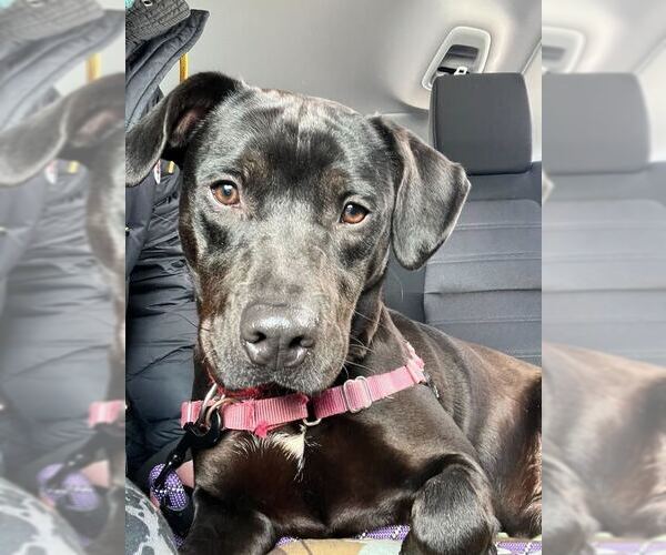 Medium Photo #2 Mutt Puppy For Sale in Elmsford, NY, USA