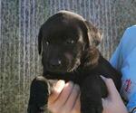 Puppy Puppy 2 Labrador Retriever