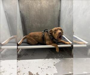 Mutt Dogs for adoption in Conroe, TX, USA