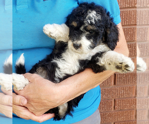 Bernedoodle (Miniature) Puppy for sale in ROY, UT, USA