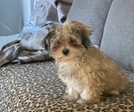 Small #28 Maltipoo (Miniature)