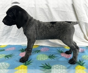 German Shorthaired Pointer Puppy for Sale in SANBORN, New York USA