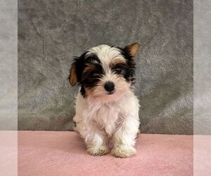 Yorkshire Terrier Puppy for sale in FREDONIA, PA, USA