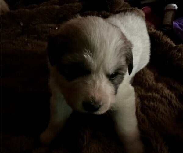 Medium Photo #1 Great Pyrenees Puppy For Sale in HENDERSONVILLE, NC, USA