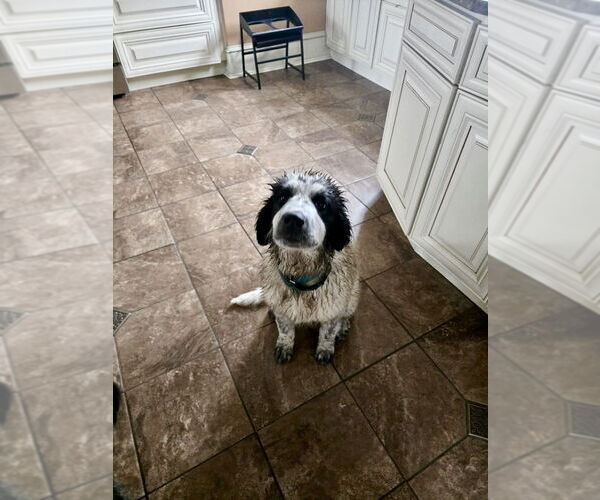 Medium Photo #3 Border Collie-Great Pyrenees Mix Puppy For Sale in Brewster, NY, USA