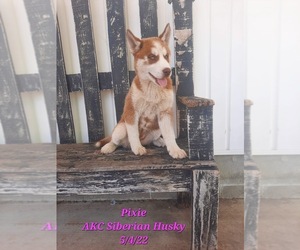 Siberian Husky Puppy for Sale in SHIPSHEWANA, Indiana USA