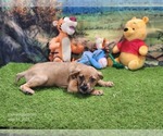Small #4 Catahoula Leopard Dog
