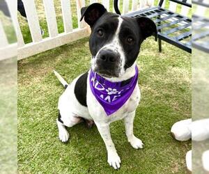 Mutt Dogs for adoption in Camarillo, CA, USA
