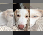 Small #1 Border Collie Mix