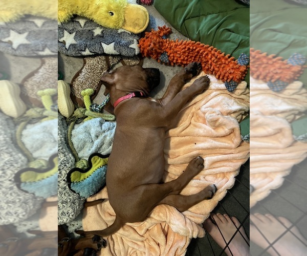 Medium Photo #2 Rhodesian Ridgeback Puppy For Sale in MURFREESBORO, TN, USA
