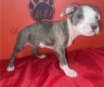 Small Photo #18 American Pit Bull Terrier Puppy For Sale in TRENTON, NJ, USA