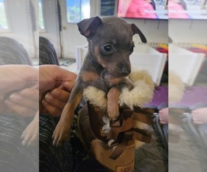 Miniature Pinscher Puppy for Sale in LOMA LINDA, California USA