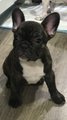 French Bulldog Puppy for sale in HOLTSVILLE, NY, USA