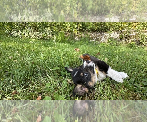 Medium Photo #64 Pembroke Welsh Corgi Puppy For Sale in PERKINSVILLE, VT, USA