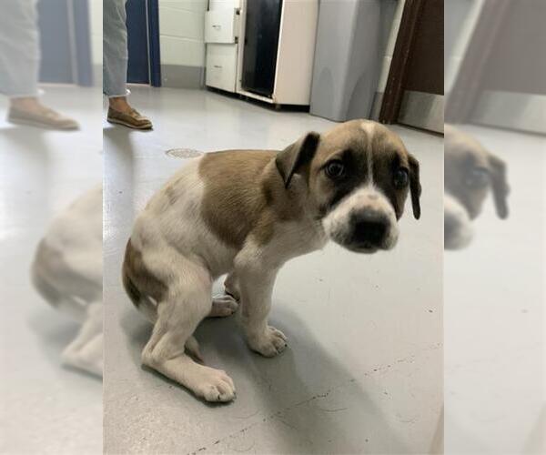 Medium Photo #1 Black Mouth Cur-Unknown Mix Puppy For Sale in Corpus Christi, TX, USA