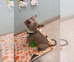 Small American Pit Bull Terrier