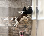 Small #5 Border Collie Mix