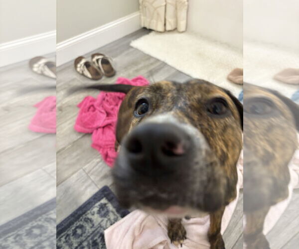 Medium Photo #2 Staffordshire Bull Terrier-Unknown Mix Puppy For Sale in Holly Springs, NC, USA