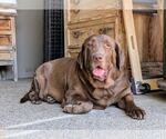 Small #3 Labrador Retriever