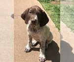 Small Photo #22 German Shorthaired Pointer Puppy For Sale in AMARILLO, TX, USA