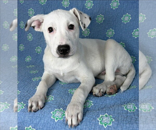 Medium Photo #1 Labrador Retriever-Unknown Mix Puppy For Sale in Brewster, NY, USA