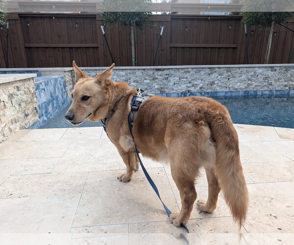 Medium Photo #3 Mutt Puppy For Sale in Rosenberg, TX, USA