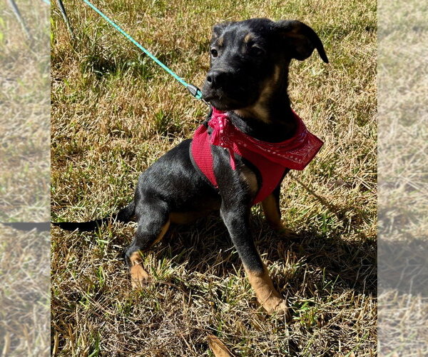 Medium Photo #2 Labrenees Puppy For Sale in Oak Bluffs, MA, USA