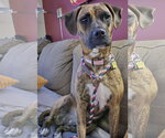 Small #6 Boxer Mix