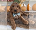 Puppy Redmond Irish Doodle