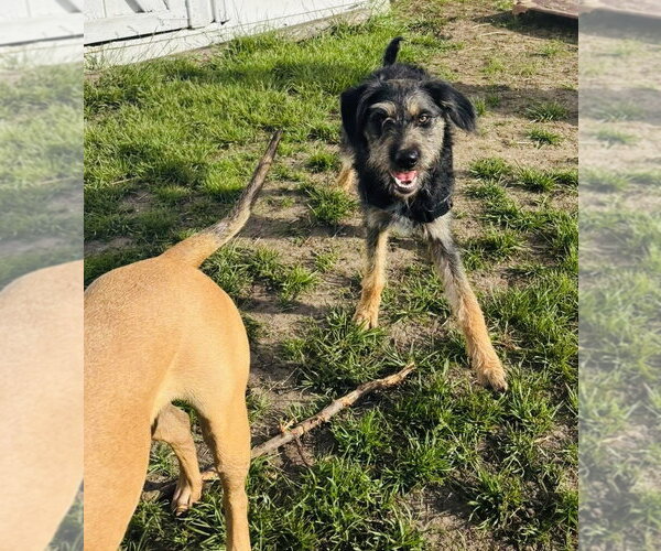 Medium Photo #11 Mutt Puppy For Sale in Germantown, OH, USA