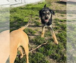 Small #10 Mutt