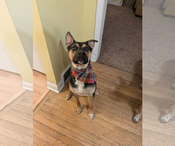 Medium Photo #4 Rottweiler-Siberian Husky Mix Puppy For Sale in Rootstown, OH, USA