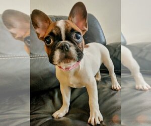 French Bulldog Puppy for sale in TAMPA, FL, USA