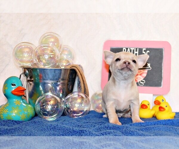 Medium Photo #35 Chihuahua Puppy For Sale in CHARLESTON, AR, USA