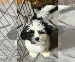 Small Photo #4 Shih Tzu Puppy For Sale in Sioux Falls, SD, USA