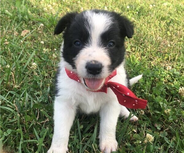 View Ad Border Collie Litter of Puppies for Sale near Kentucky