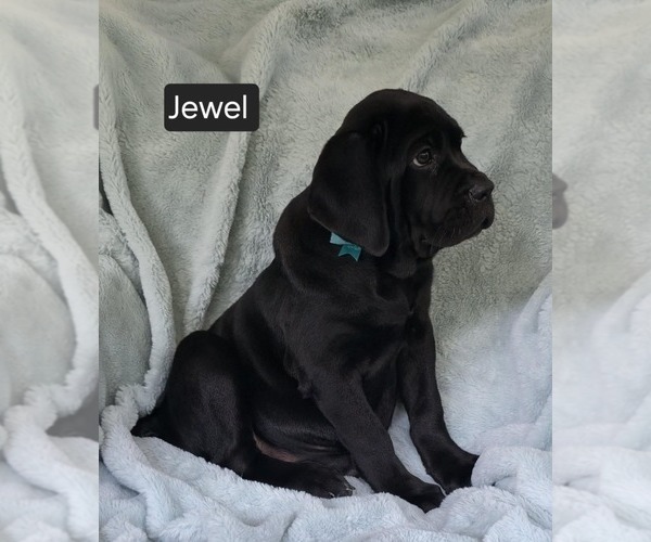 Medium Photo #4 Cane Corso Puppy For Sale in MINERAL WELLS, WV, USA