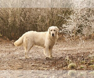 English Cream Golden Retriever Puppy for sale in Kharkiv, Kharkiv, Ukraine