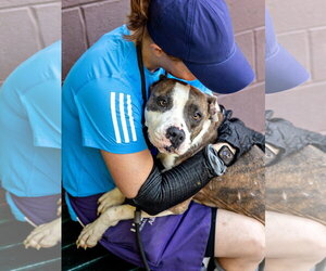 Pretty Princess FOSTER NEEDED TOO! - Female American Staffordshire Terrier-Unknown Mix Dog for Adoption - Photo #7