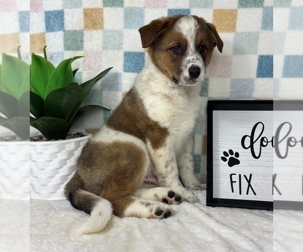 Medium Photo #3 Australian Cattle Dog Puppy For Sale in FRANKLIN, IN, USA