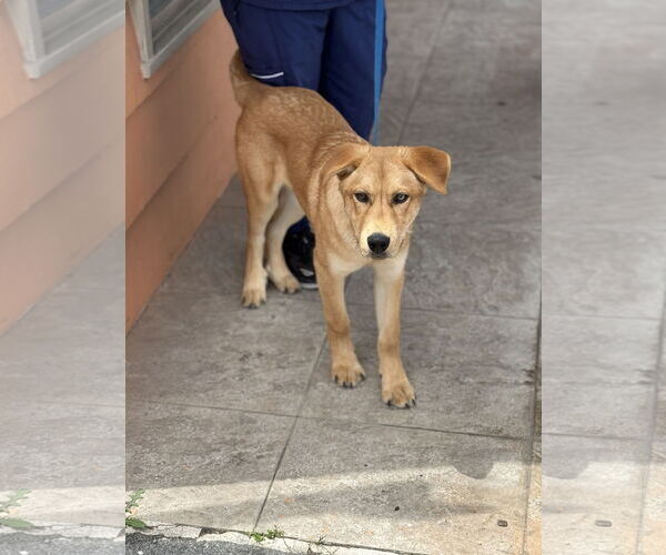 Medium Photo #12 Labrador Retriever-Unknown Mix Puppy For Sale in San Diego, CA, USA