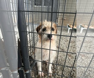 Mutt Dogs for adoption in Shelburne, VT, USA