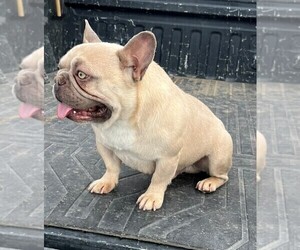 Father of the French Bulldog puppies born on 06/12/2023