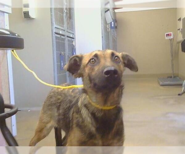 Medium Photo #1 German Shepherd Dog-Unknown Mix Puppy For Sale in Sacramento, CA, USA