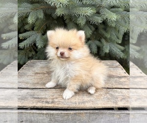 Pomeranian Puppy for sale in MIDDLEBURY, IN, USA