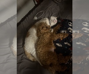Mother of the Poodle (Miniature) puppies born on 04/20/2025