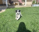 Puppy 1 Australian Cattle Dog-Border Collie Mix