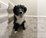 Puppy Shadow Australian Shepherd