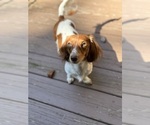 Small Photo #1 Dachshund Puppy For Sale in LANEXA, VA, USA