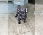 Small Photo #6 French Bulldog Puppy For Sale in BAYTOWN, TX, USA